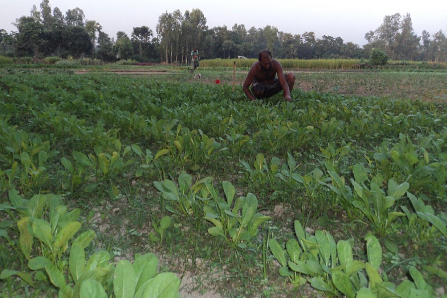 A farmer takes care of a radish field under Raiganj upazila in Sirajganj. The snap was taken on Monday.  	— FE Photo