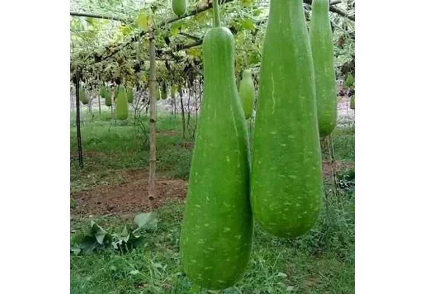 Tangail bottle gourd cultivators making good profit this season