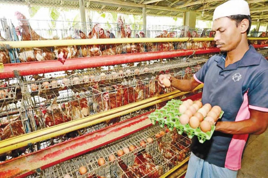 A poultry rearer collects eggs at his farm under Shazahanpur upazila of Bogra district on Tuesday. 	— FE Photo