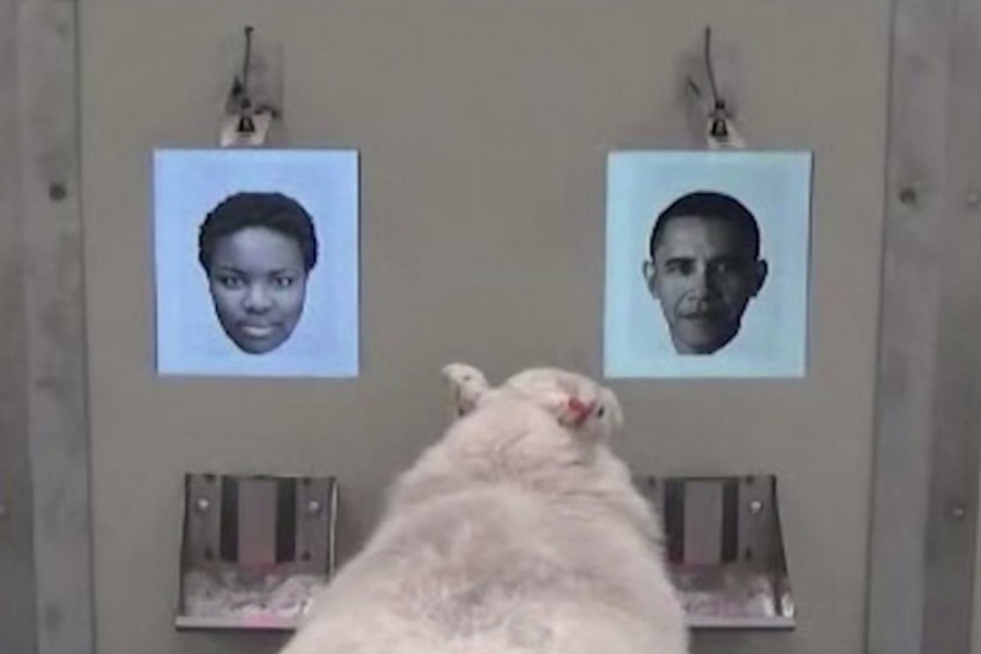 Sheep can recognise Obama’s face: study