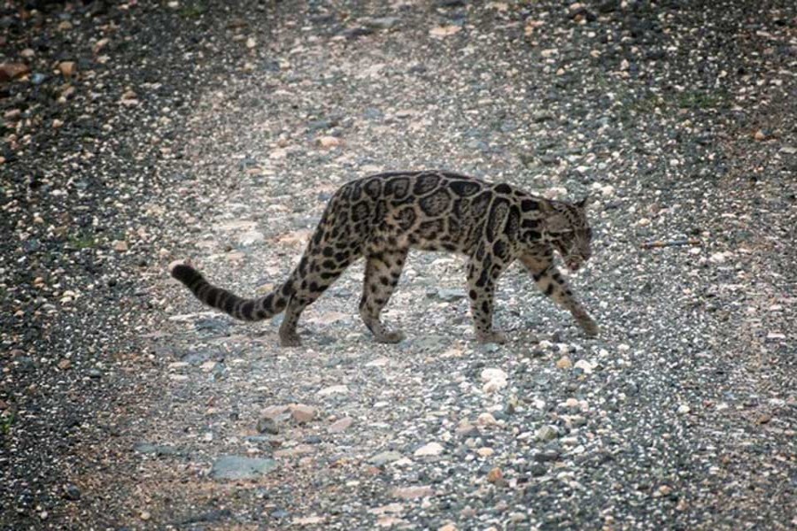 A Bornean Clouded Leopard (Neofelis diardi), found only on Borneo and Indonesia's Sumatra is seen in the Deramakot Forest Reserve in Malaysia's Sabah state, Nov 6, 2017.  - Reuters