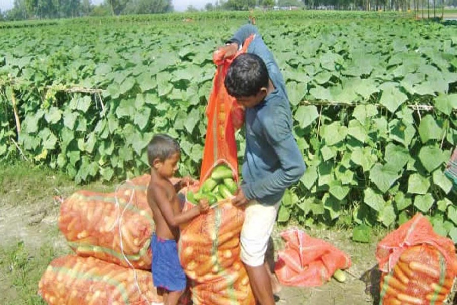 A farmer packages the newly-harvested cucumber on his field before sale in the local market in Bogra. 	— FE Photo