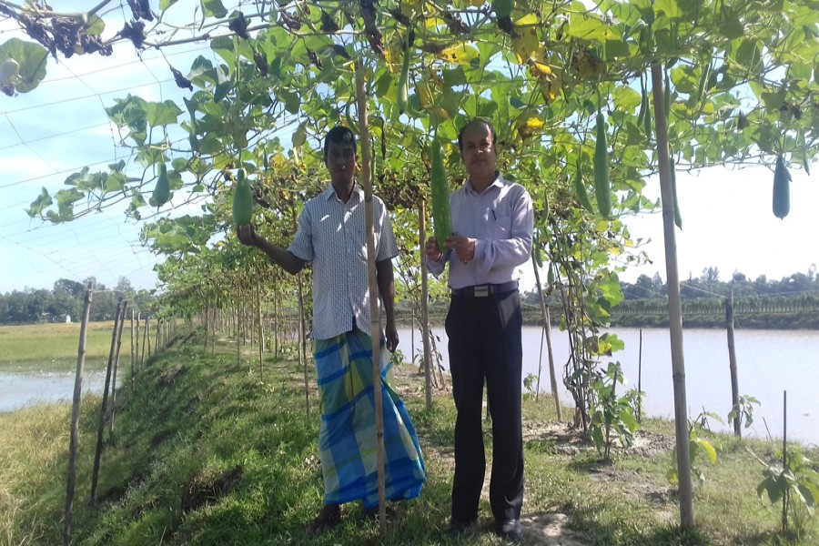 Prof Md Shahidul Islam visits a bottle gourd field in Chousatpur village under Nabiganj upazila of Habiganj on Tuesday. 	— FE Photo