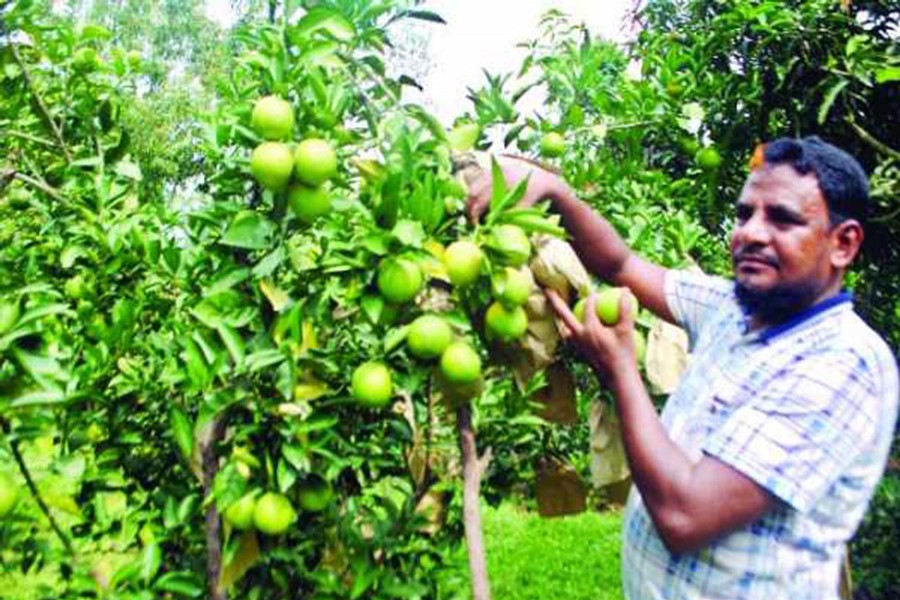 A farmer collects malta from his orchard in Jamtola village of Jhilim union under Chapainawabganj Sadar upazila on Monday. 	— FE Photo