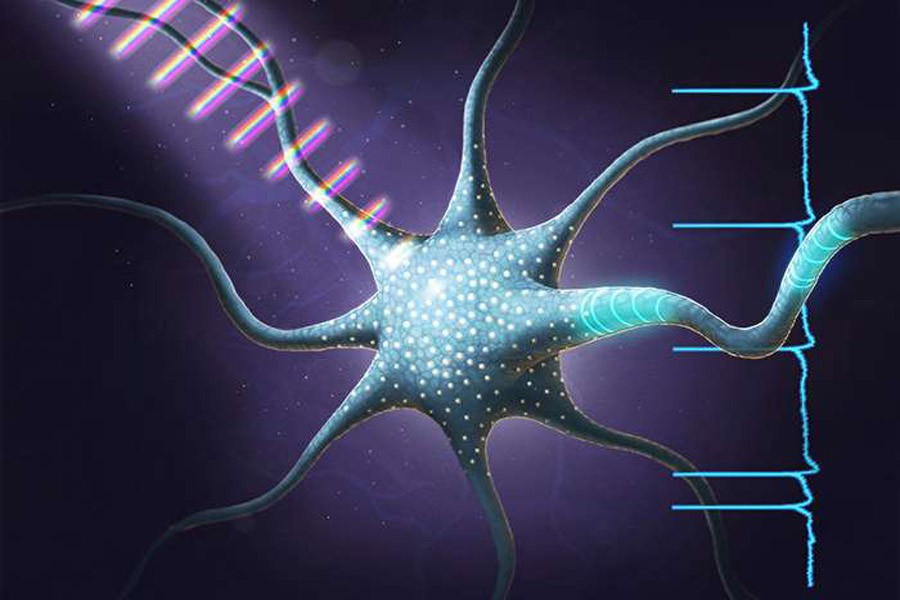 Illinois researchers used ultrafast pulses of tailored light to make neurons fire in different patterns, the first example of coherent control in a living cell.