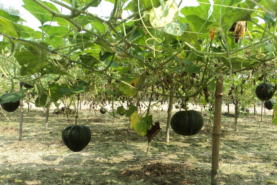 An eye-catching view of a pumpkin field in Bogra Sadar. The photo was taken on Thursday. 	—FE Photo