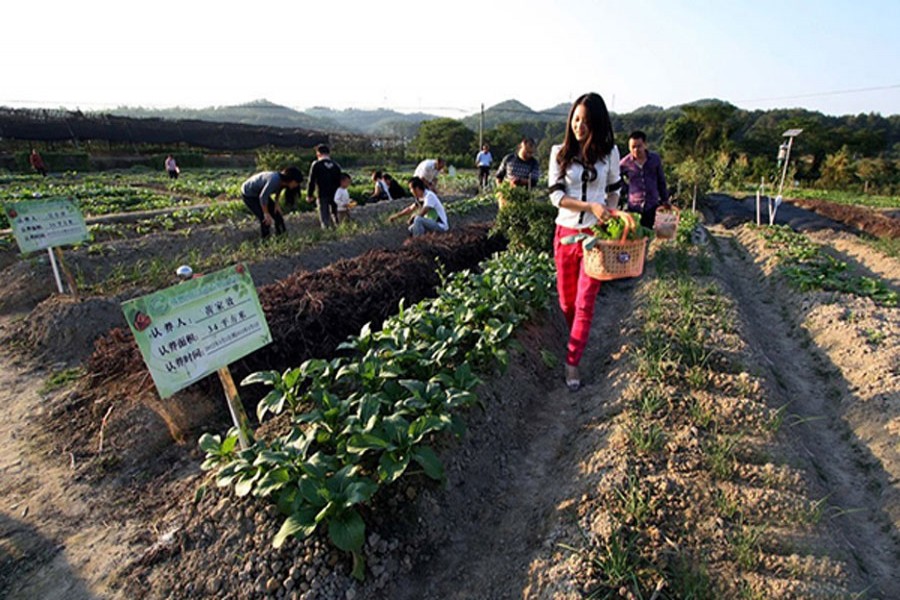 Tourists pick vegetables to experience farm work in Shashi Township of Ganzhou, east China's Jiangxi Province. Photo: Xinhua/Files