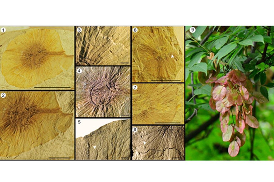 Fossil of Dipteronia brownii and extant Dipteronia browni.