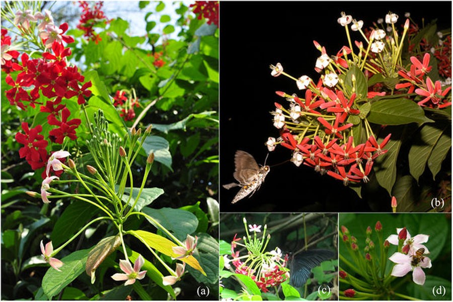 Pollinators use multiple cues to recognise flowers: Study