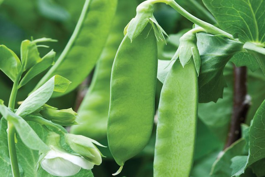 3,500 hectares of land under bean production in Narsingdi district