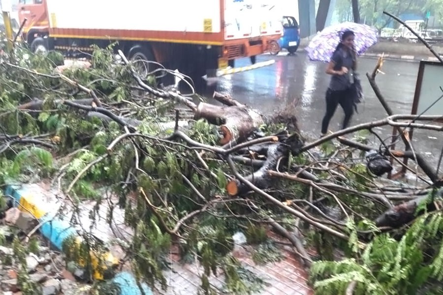 A collapsed tree blocks a footpath near Thane. Maharashtra entered a state of high alert to tackle the stormy weather. (Hindustantimes photo)