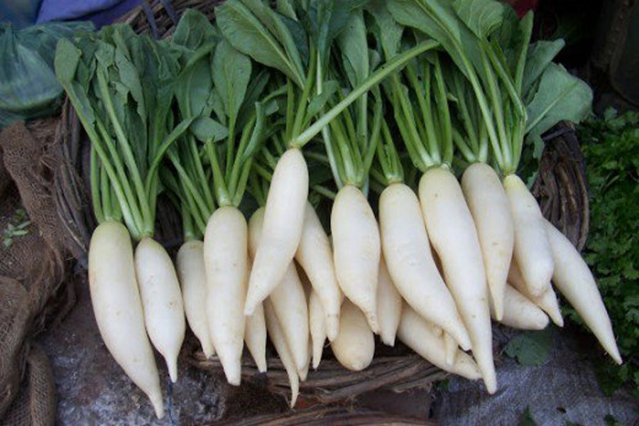 Radish price drops across Bogra