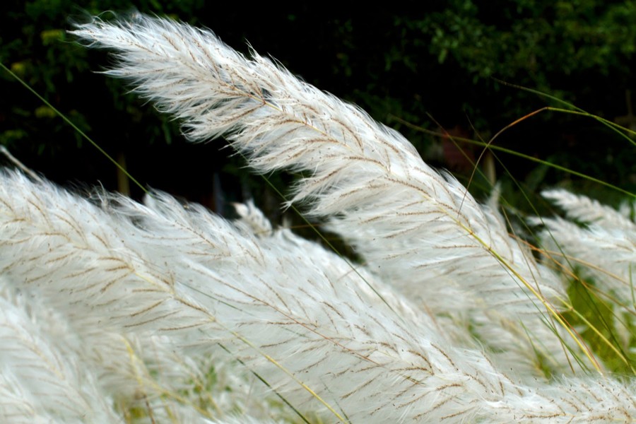 Fair price delights Sirajganj catkin growers