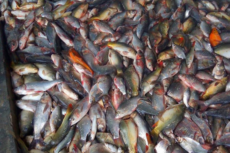 High market price delights  Bogra fish farmers