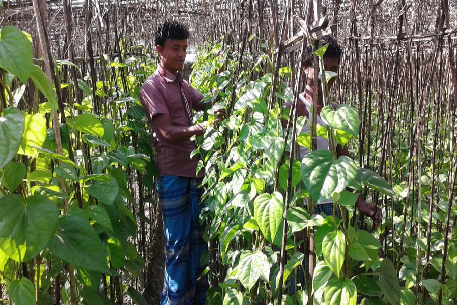 A cultivator takes care of his betel leaf garden in Rathirampur village under Rangpur Sadar on Saturday.  	— FE Photo