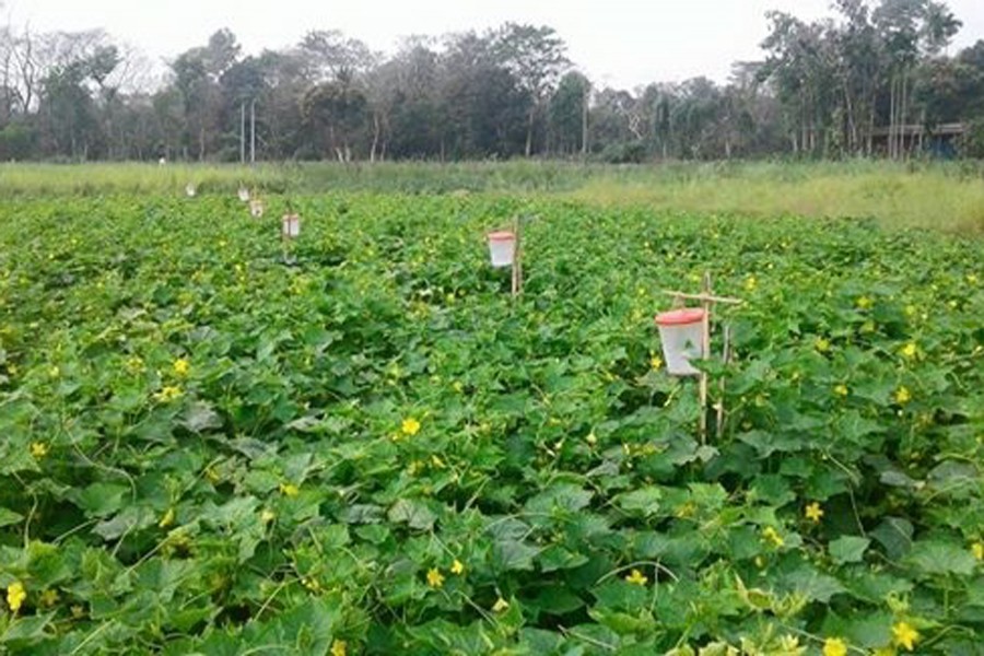 A pumpkin field in Jaintapur upazila of Sylhet district. The photo was taken on Sunday. 	— FE Photo