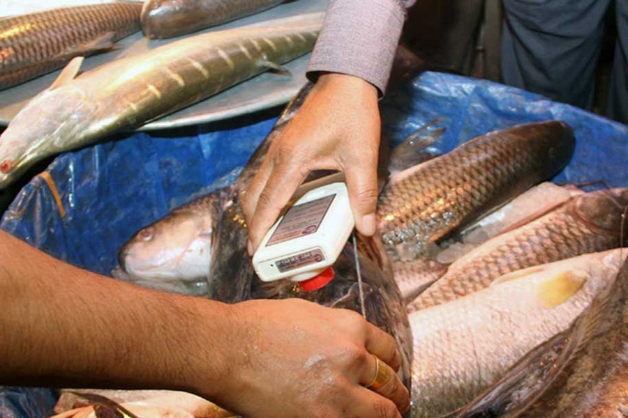 Importers in hot soup with fish test directive