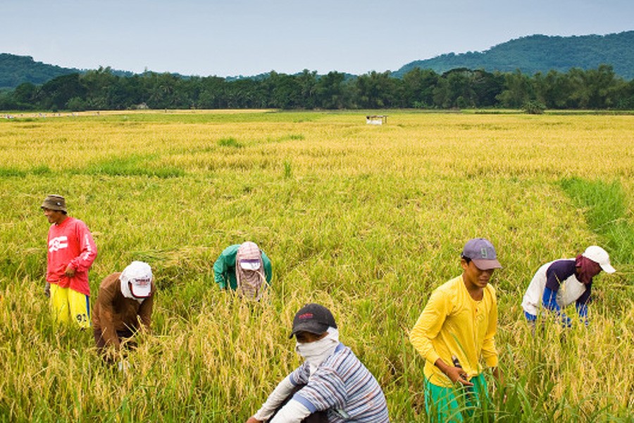 Philippines rice harvest hits record high