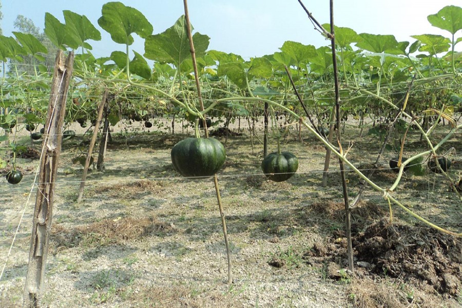 A pumpkin field in Sonatola upazila of Bogra. The photo was taken on Sunday. 		   	— FE Photo