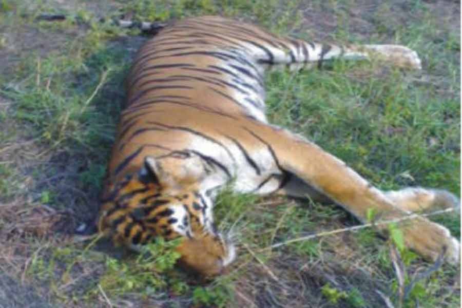 Villagers beat dead a tiger in Bagerhat
