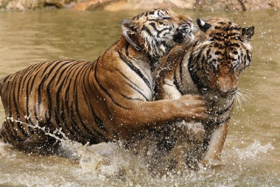 Humans kill 13 tigers in 15 years