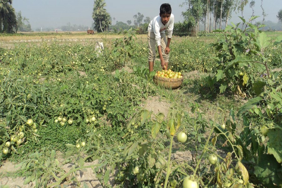 A farmer collects tomatoes from a field in Kazipur upazila of Sirajganj on Saturday for sale in the local market. 	— FE Photo