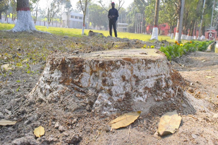 Tree felling in Sreerampore rly  officers' colony rampant