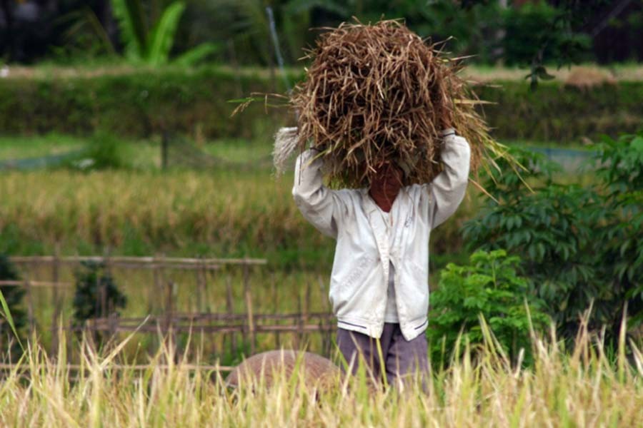 Tenancy arrangements - risk-averse to risk-loving farming systems   