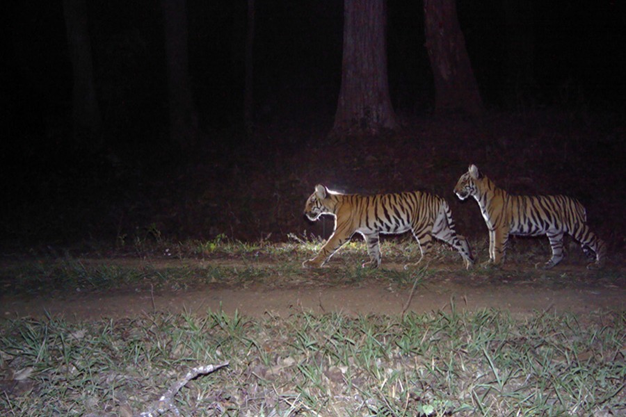 BD to be part of India’s tiger census