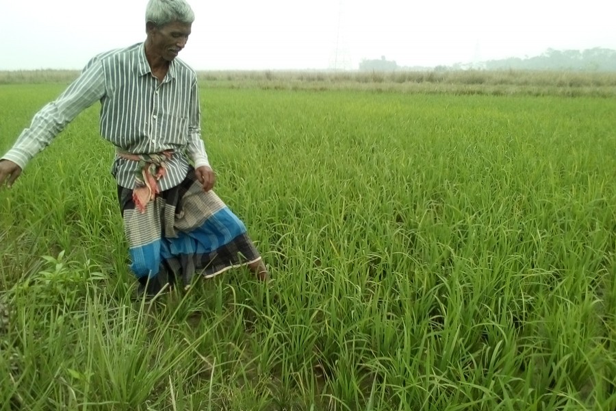 A farmer works in his Boro land in village Turukbag under Golapganj upazila of Sylhet district. The photo was taken on Sunday. 	— FE Photo