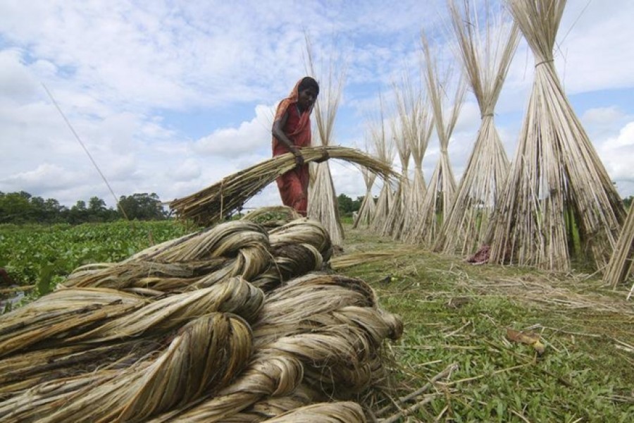 Woman worker working in a jute field. FE Photo