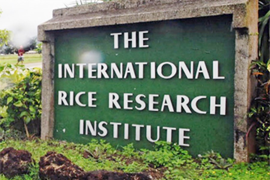 IRRI invents tool to stop  bacterial blight outbreak