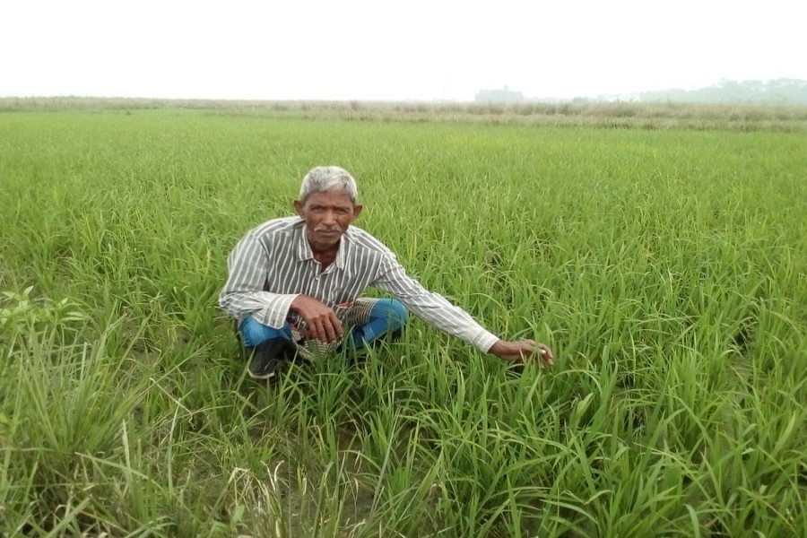 A farmer tends his Boro field under Golapganj upazila of Sylhet on Saturday.	— FE Photo