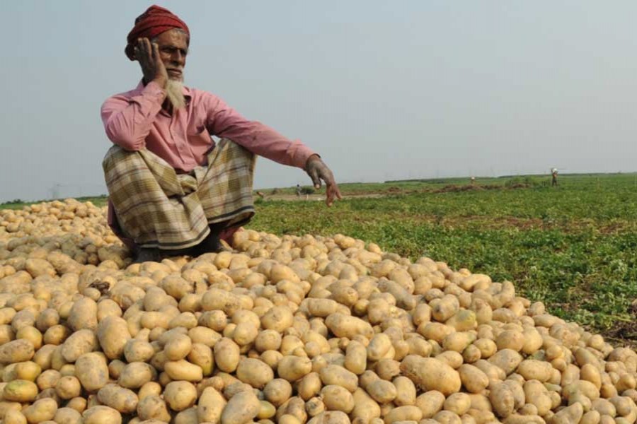 Neglected potato may cause a backlash