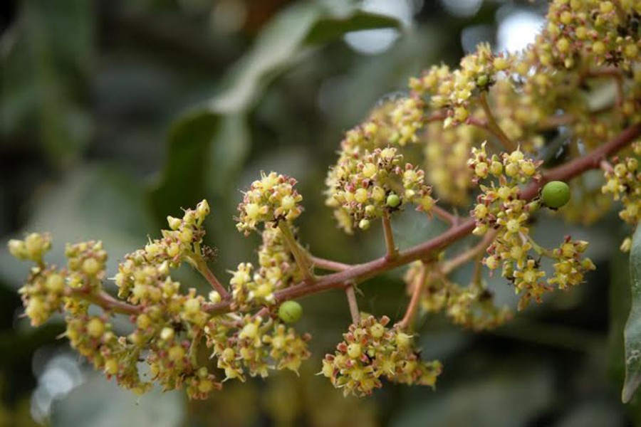 RAJSHAHI: Impressive blooming of mango buds in Bhabaniganj of Bagmara upazila. The photo was taken on Tuesday. 	— FE Photo