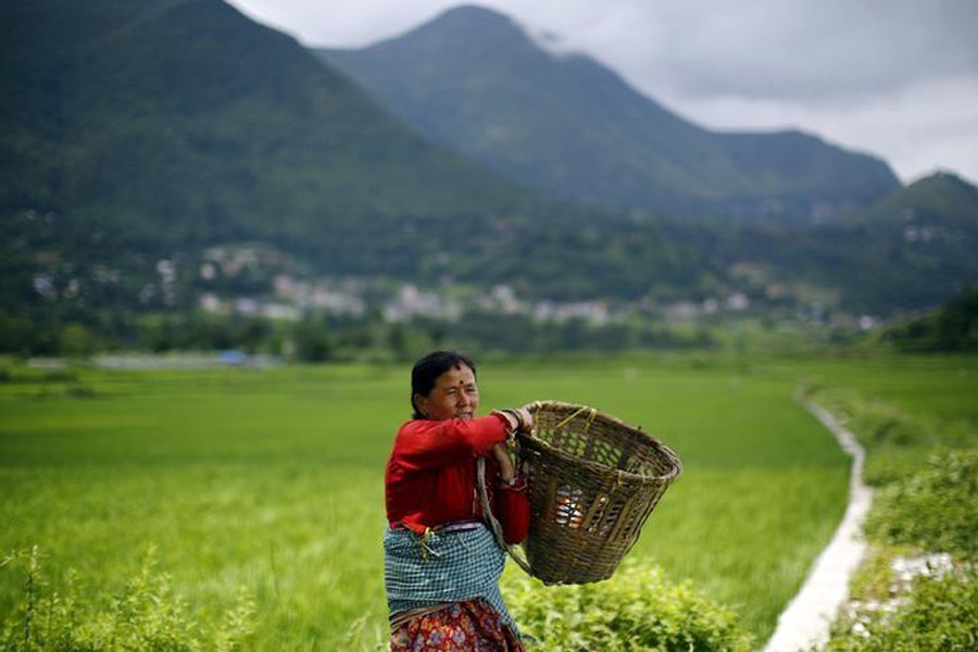 A woman carries a basket as she heads towards her field at Khokana in Lalitpur, Nepal August 18, 2015. Reuters/File Photo