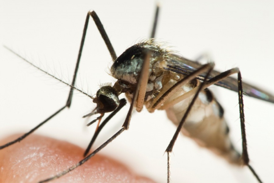 Mosquitoes stop airliner from taking off