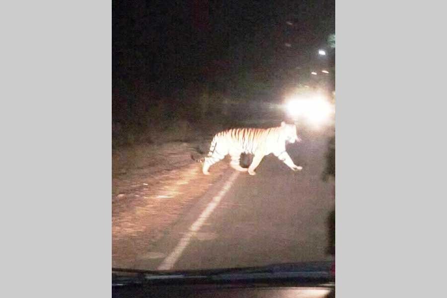 Royal Bengal Tiger spotted in Sylhet tea estate