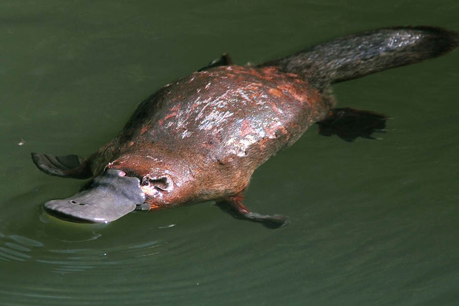 Platypus milk may save human lives: Scientists