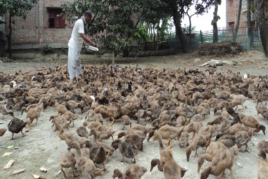 BOGRA: A rearer feeding his ducks in Belail village under Dupchanchia upazila of Bogra on Sunday	— FE Photo