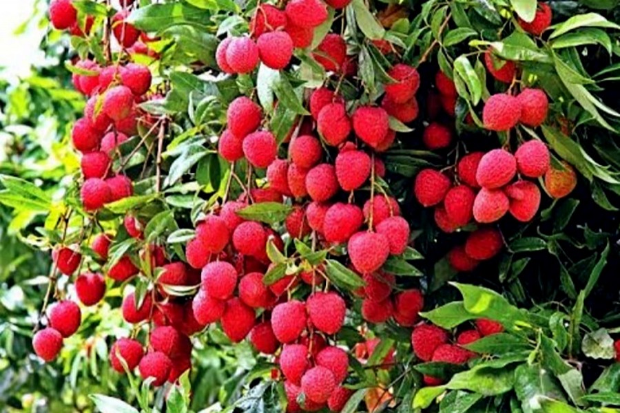 Growers expect bumper litchi yield in Dinajpur