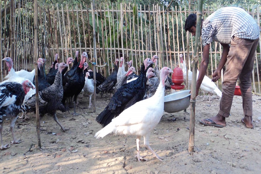 NAOGAON: A farmer feeding turkey hens at his farm at Bhobanypur village under Mohadebpur upazila of Naogaon district	— FE Photo