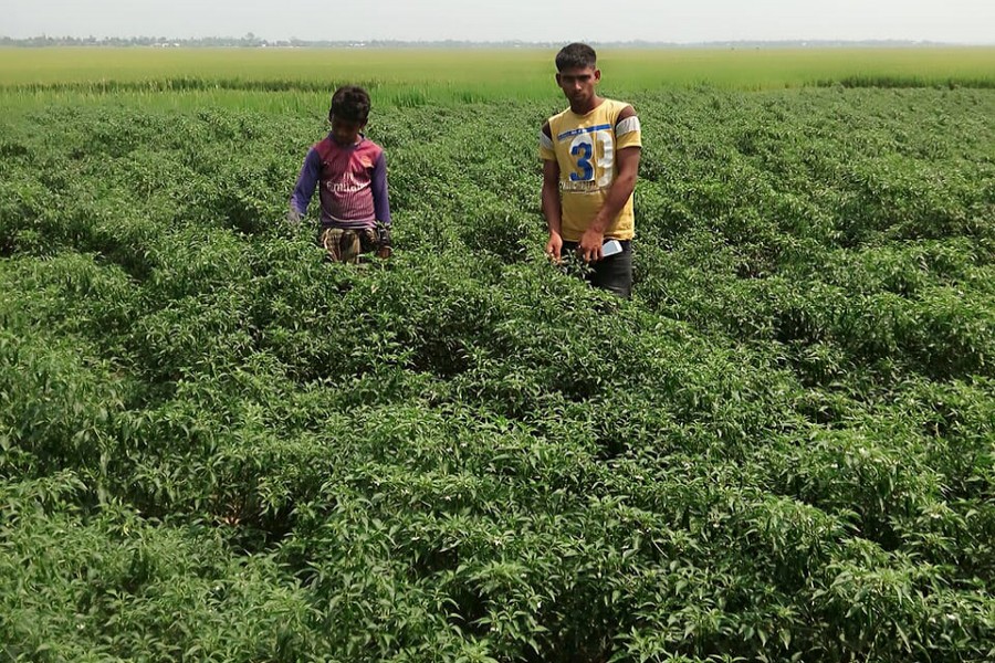 Farmhands harvesting green chilli from a field in Jamalganj upazila of Sunamganj on Sunday  	— FE Photo