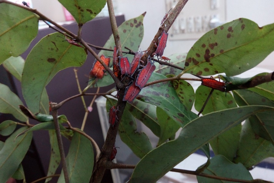 Researchers detect sporadic pest attacks on litchi trees