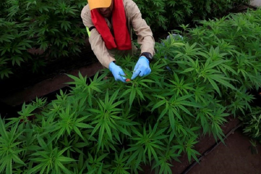 View of a marijuana plant for medicinal use in the Pharmacielo company in Rionegro, Colombia March 2, 2018. Reuters/Files