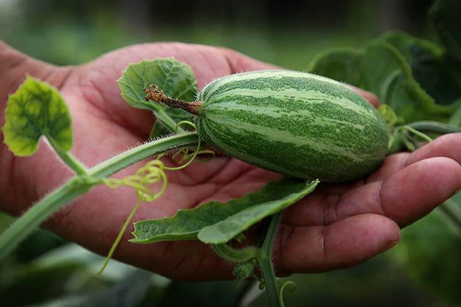 Rangpur pointed gourd growers eye good yield