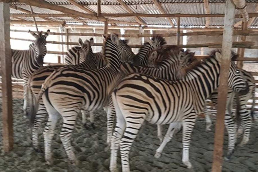 Detectives rescue nine zebras from Sharsha upazila of Jashore on early Wednesday. Photo: UNB