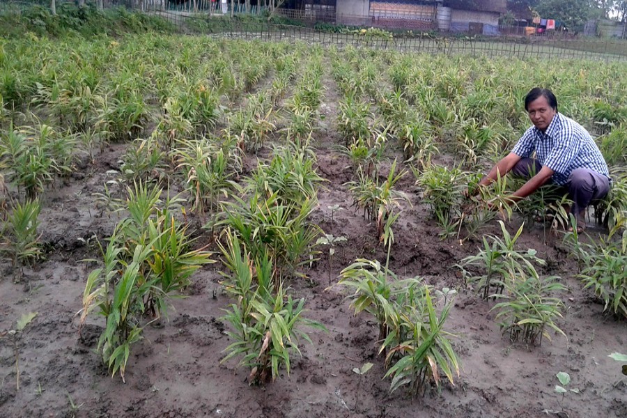 A farmer takes care of his ginger field in Basuniapara village of Charakhola union under Nilphamari Sadar. FE photo.