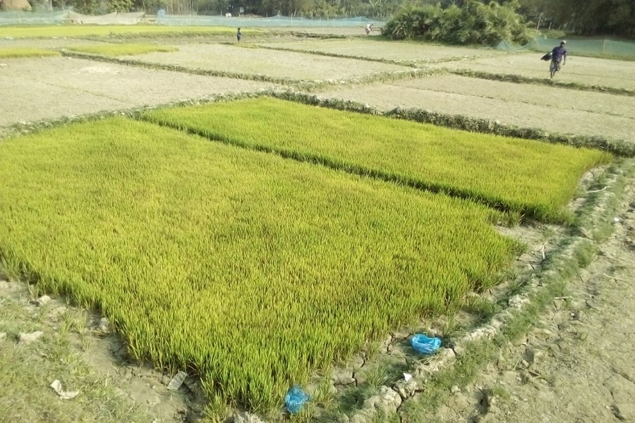 Aus seedbeds on 8,828 hectares of land in Sylhet division