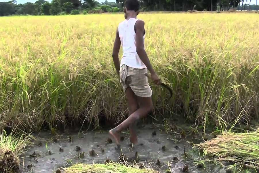 Problems farmers facing in harvesting crops   